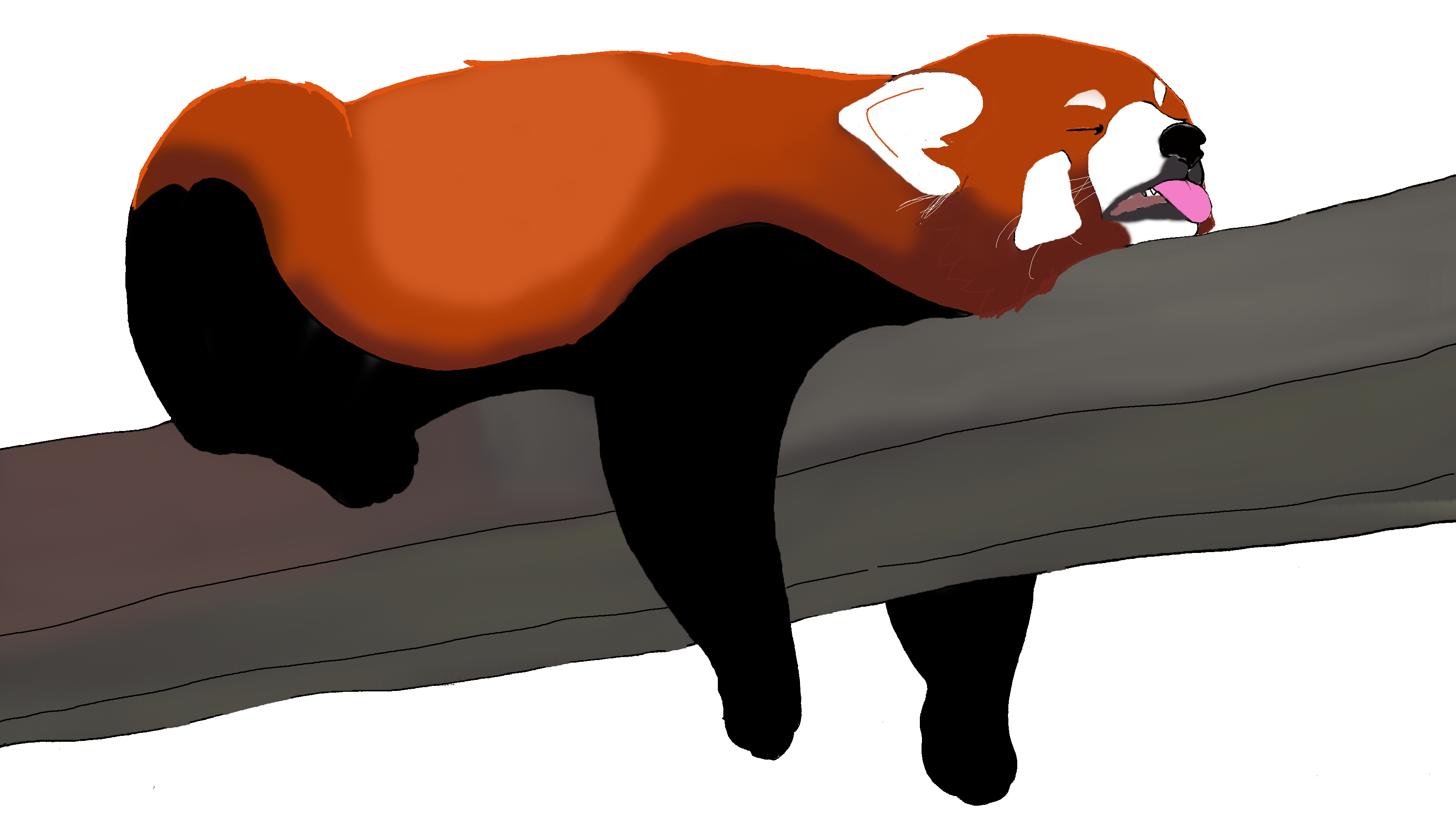 Red panda resting on a tree branch